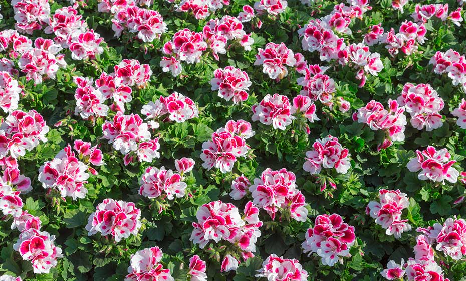 Gartenwelt 1A Garten Zitzelsberger in Ingolstadt und