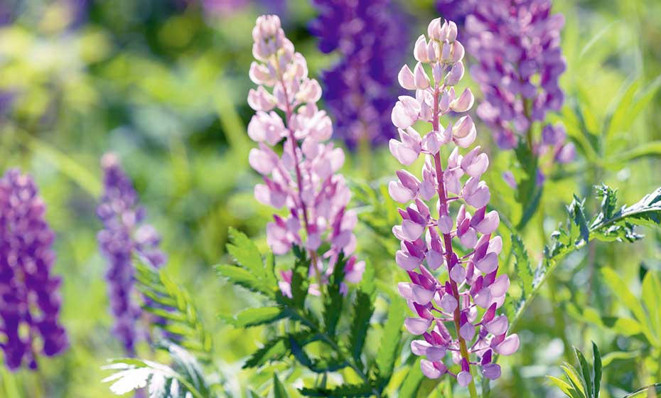 Gartenwelt 1A Garten Zitzelsberger in Ingolstadt und
