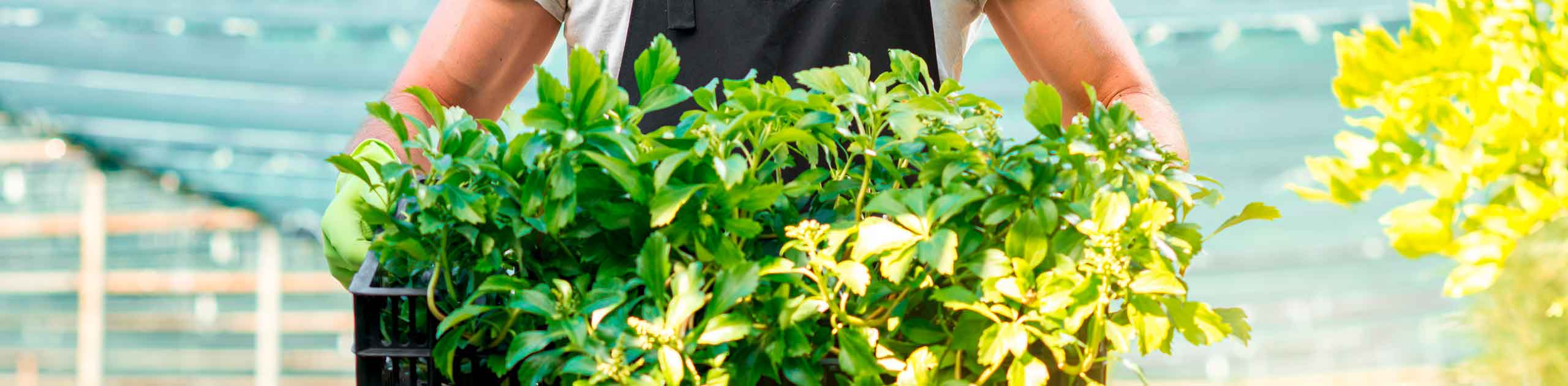 Einpack und Lieferservice 1A Garten Zitzelsberger in