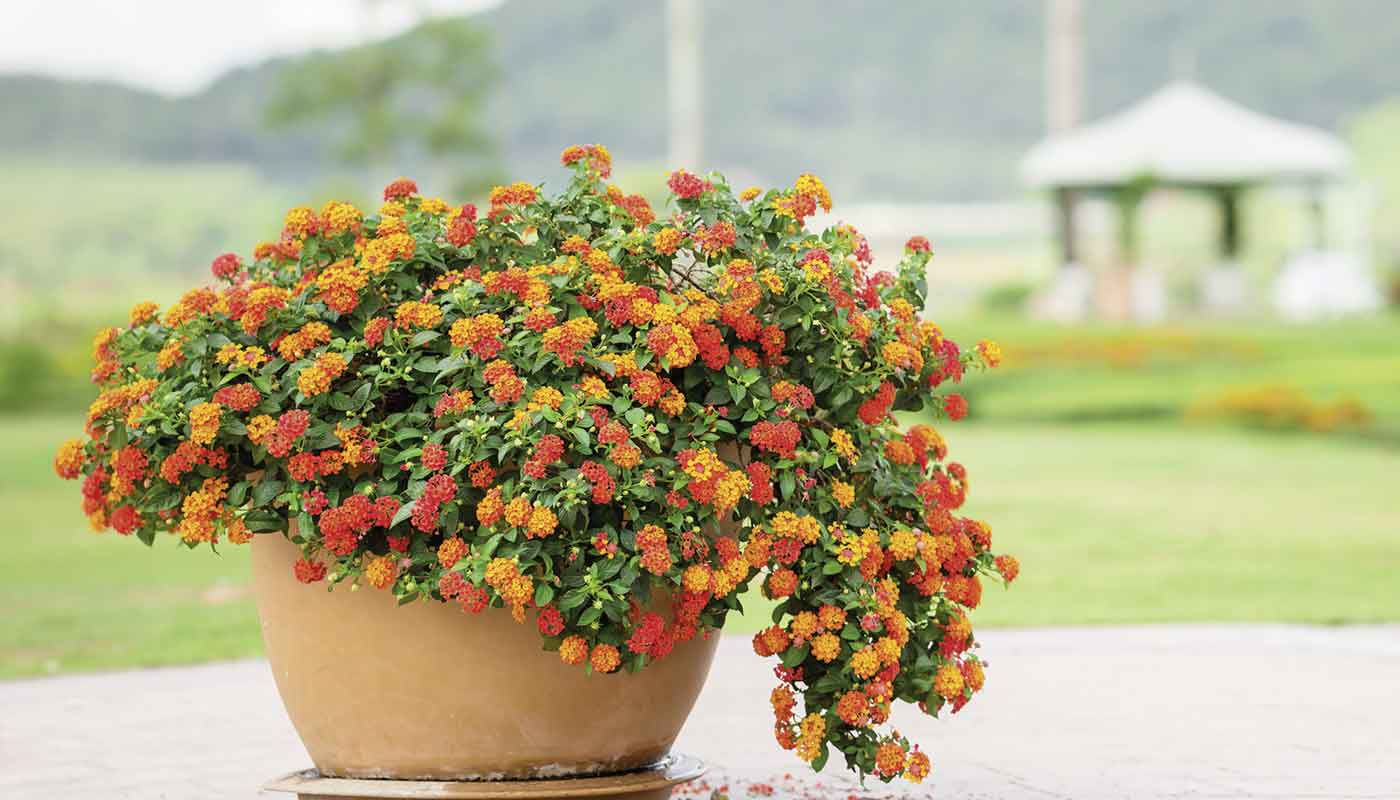 Sommer auf Balkonien. Warme Farben für südliches Flair.