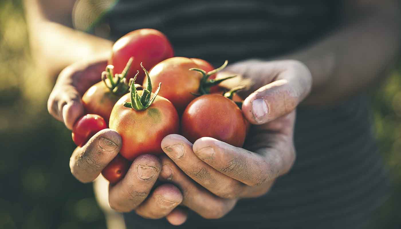 Ein buntes Gemüsebeet für eine bunte Ernährung.