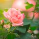 Rosafarbene Rose mit grünen Blättern und Trieben
