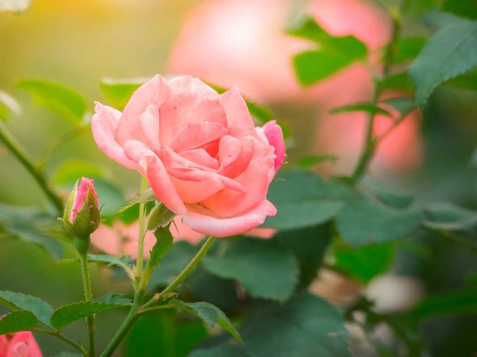 Rosafarbene Rose mit grünen Blättern und Trieben