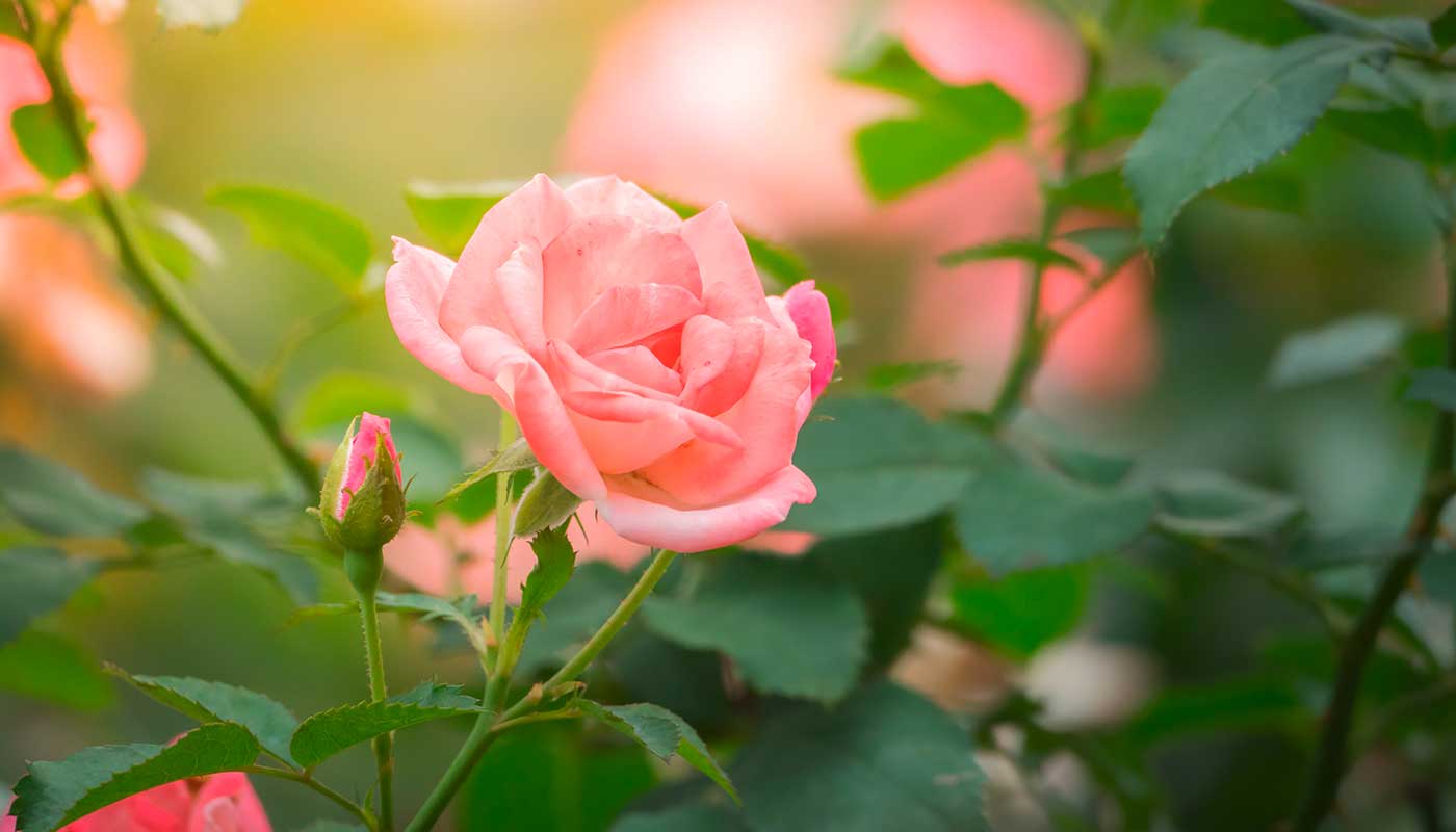 Rosafarbene Rose mit grünen Blättern und Trieben