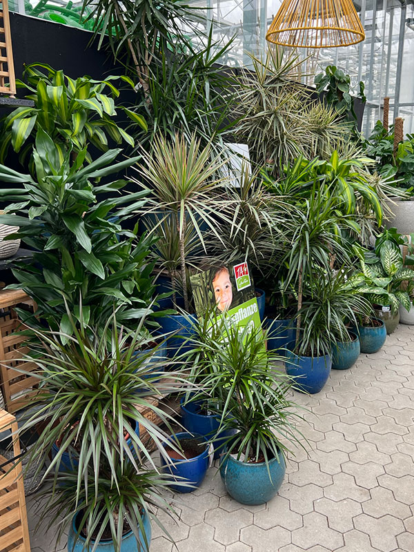 Zimmerpflanzen | 1A Garten Zitzelsberger in Ingolstadt