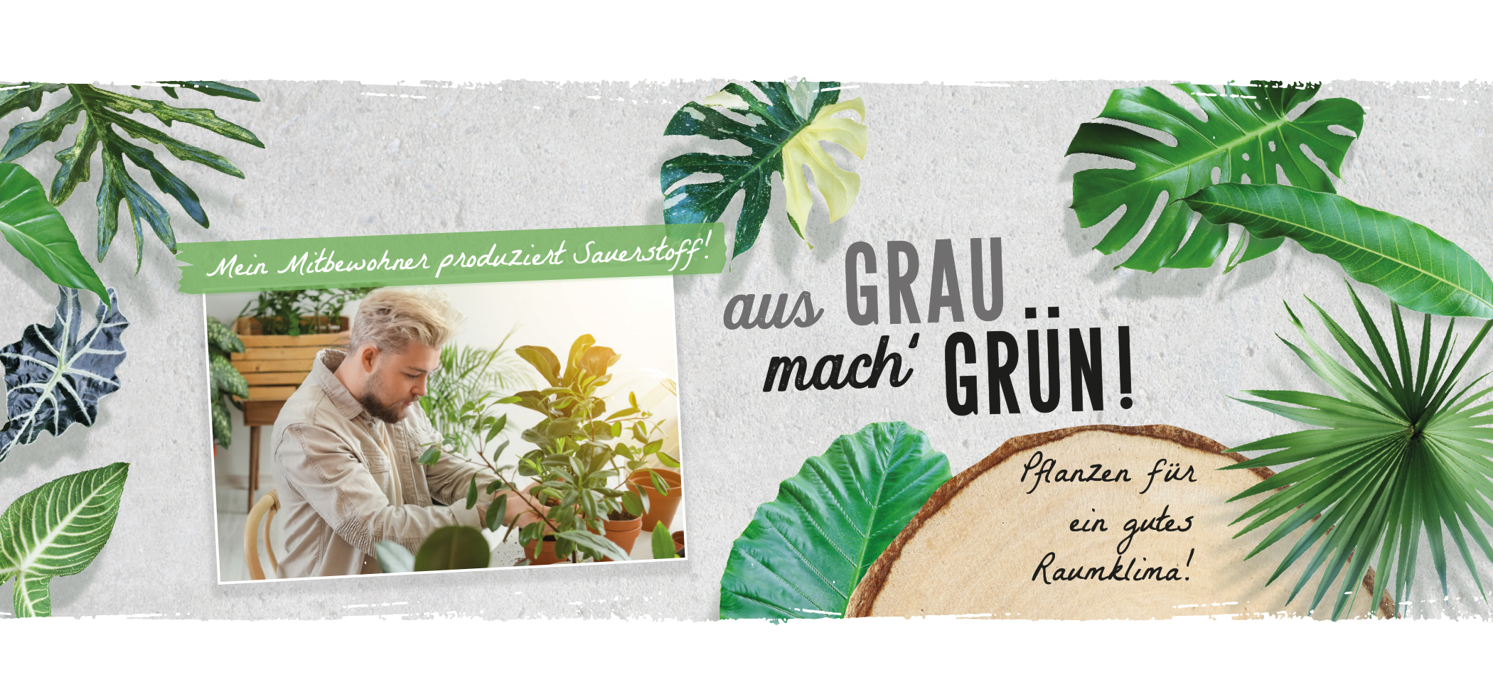 2023_Header_Gruenpflanzen